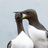 Nachbarstreit unter Trottellummen: Auf einem engen Felssims geraten zwei brütende Seevögel aneinander. Der Unterlegene kann nur trottelig dreinschauen. Die Jury zeichnete das Bild des Fotografen Warren Price mit dem Hauptgewinn in der Kategorie "Birds" aus.
