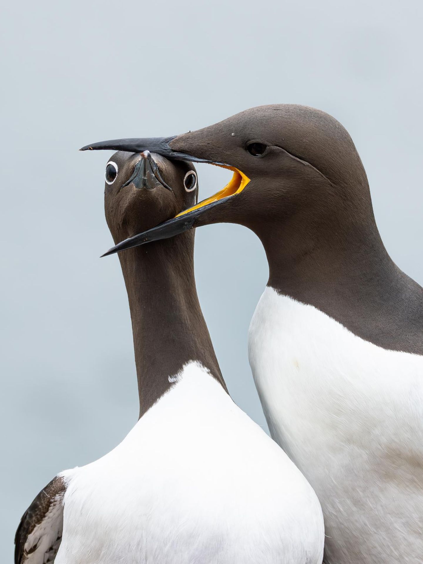 Nachbarstreit unter Trottellummen: Auf einem engen Felssims geraten zwei brütende Seevögel aneinander. Der Unterlegene kann nur trottelig dreinschauen. Die Jury zeichnete das Bild des Fotografen Warren Price mit dem Hauptgewinn in der Kategorie "Birds" aus.