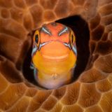 Mit breitem Grinsen bewacht der Blaustreifen-Säbelzahn-Schleimfisch sein Versteck in einer Koralle. Er wird nur zwölf Zentimeter lang, aber nutzt zur Verteidigung eine Geheimwaffe: Wenn er Angreifer beißt, injiziert er ein Nervengift, das die Sinne der Jäger vernebelt. Mit diesem Foto von ihm, aufgenommen vor einer Insel der Philippinen, gewinnt Jenny Stock in der Unterwasser-Sparte.   