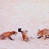 Drei junge Rotfüchse treten am Strand zur Show an: Für diese Aufnahme folgte die deutsche Fotografin Paula Rustemeier den Füchsen in einem Naturschutzgebiet der Niederlande monatelang. Sie gewinnt damit in der Kategorie "Young Photographer" (25 Jahre und jünger).