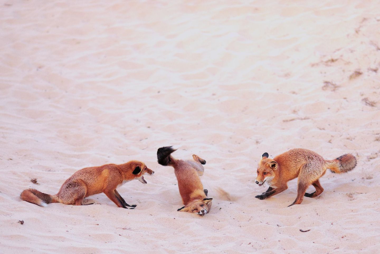 Drei junge Rotfüchse treten am Strand zur Show an: Für diese Aufnahme folgte die deutsche Fotografin Paula Rustemeier den Füchsen in einem Naturschutzgebiet der Niederlande monatelang. Sie gewinnt damit in der Kategorie "Young Photographer" (25 Jahre und jünger).
