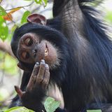 Zum Genuss in die Baumkrone: Eine junge Schimpansen-Dame im Gombe-Nationalpark, Tansania, verzeert selig den Fund, den sie aus ihrer Nase geborgen hat. Für die Bildreihe erhält Maggie Hoffman (USA) den ersten Preis in der Kategorie "Portfolio". 