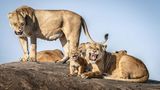 Im Serengeti-Nationalpark in Tansania treibt die Trockenzeit Löwenmütter und ihren Nachwuchs an die Grenzen. In der Nähe der Sametu-Kopjes traf Wildfotograf Bret Saalwaechter auf ein Rudel in Aufruhr: hungrige Junge, die lautstark nach Milch verlangten, erschöpfte Mütter, die kurz nachgaben und dann Zuflucht auf den Felsen suchten. Das Schauspiel gipfelte in einem vielstimmigen Chor aus Brüllen, Jaulen und Fauchen, der über die endlose Ebene hallte. Das Bild wird ausgezeichnet als "Highly Commended".