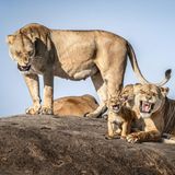 Im Serengeti-Nationalpark in Tansania treibt die Trockenzeit Löwenmütter und ihren Nachwuchs an die Grenzen. In der Nähe der Sametu-Kopjes traf Wildfotograf Bret Saalwaechter auf ein Rudel in Aufruhr: hungrige Junge, die lautstark nach Milch verlangten, erschöpfte Mütter, die kurz nachgaben und dann Zuflucht auf den Felsen suchten. Das Schauspiel gipfelte in einem vielstimmigen Chor aus Brüllen, Jaulen und Fauchen, der über die endlose Ebene hallte. Das Bild wird ausgezeichnet als "Highly Commended".