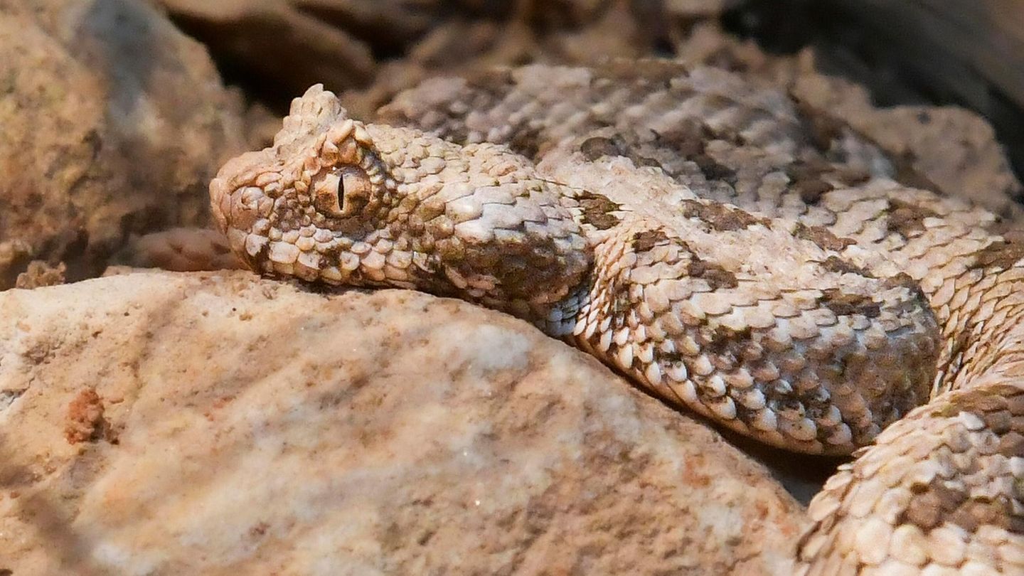Spinnenschwanzviper-Diese-Schlange-imitiert-eine-Spinne-dann-schnappt-sie-zu