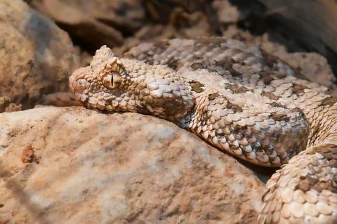 Auf felsigem Untergrund ist die Spinnenschwanzviper perfekt getarnt