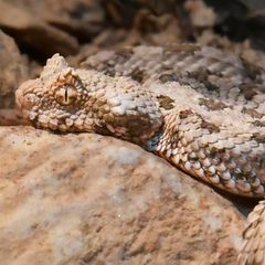 Auf felsigem Untergrund ist die Spinnenschwanzviper perfekt getarnt