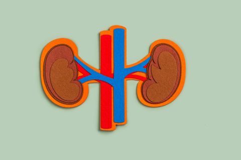 Nieren aus Filz mit Arterien und Venen auf grünem Untergrund