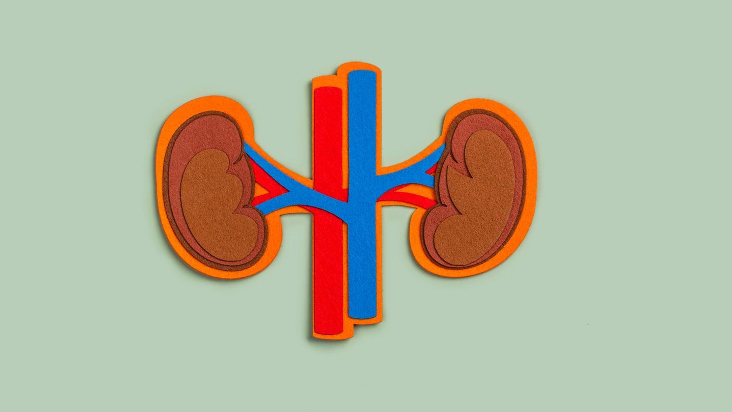 Therapien-Die-Niere-kann-riechen-was-diese-Entdeckung-f-r-die-Medizin-bedeutet