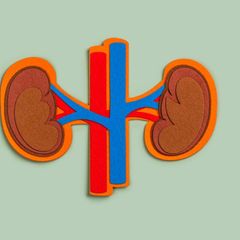 Nieren aus Filz mit Arterien und Venen auf grünem Untergrund