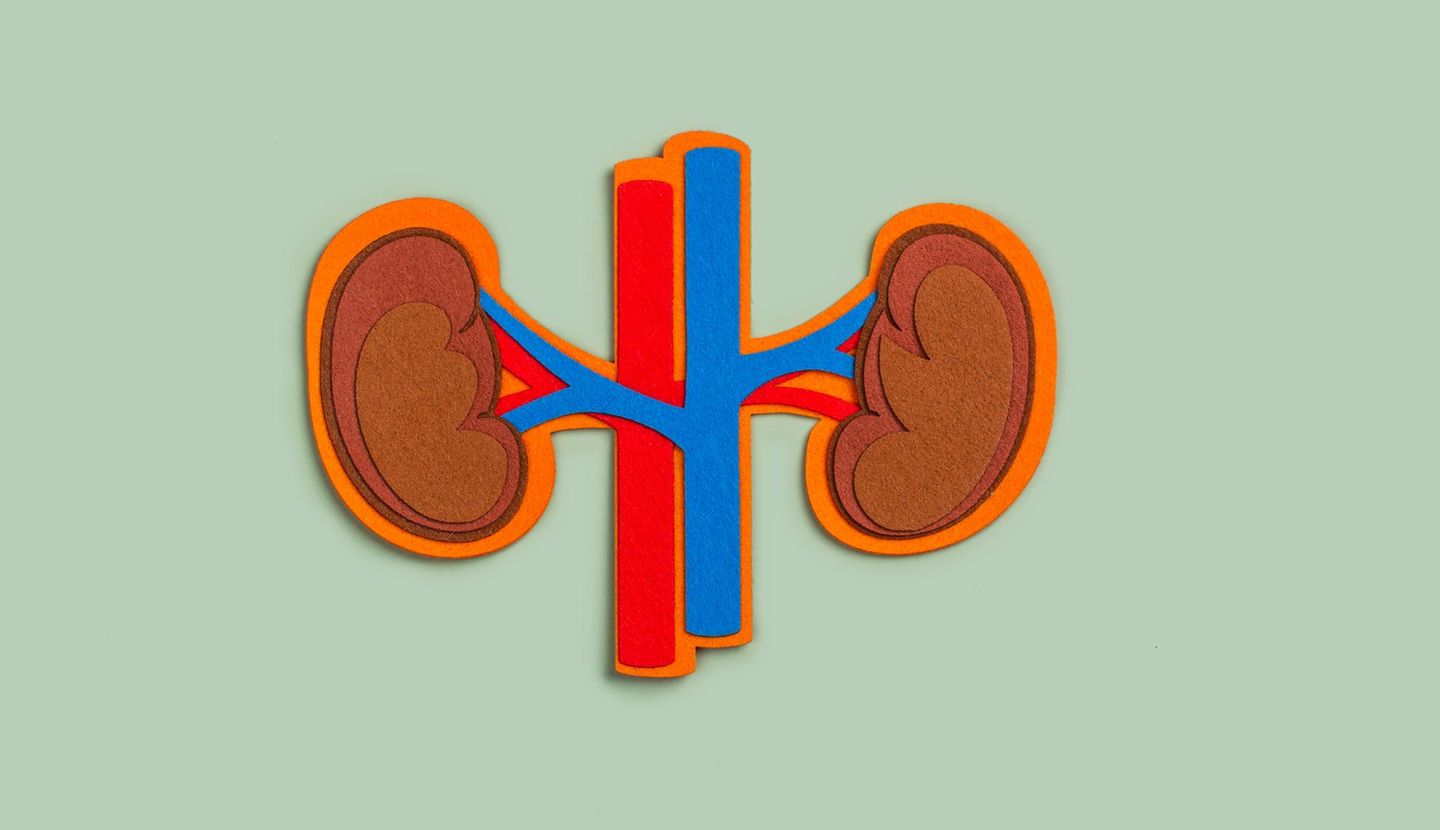 Nieren aus Filz mit Arterien und Venen auf grünem Untergrund