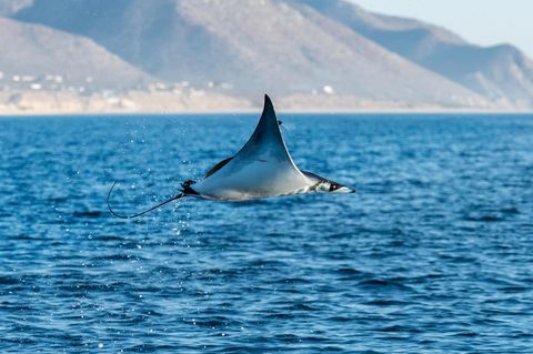 Teufelsrochen fliegt über Gewässer in Mexico