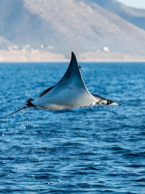 Teufelsrochen fliegt über Gewässer in Mexico