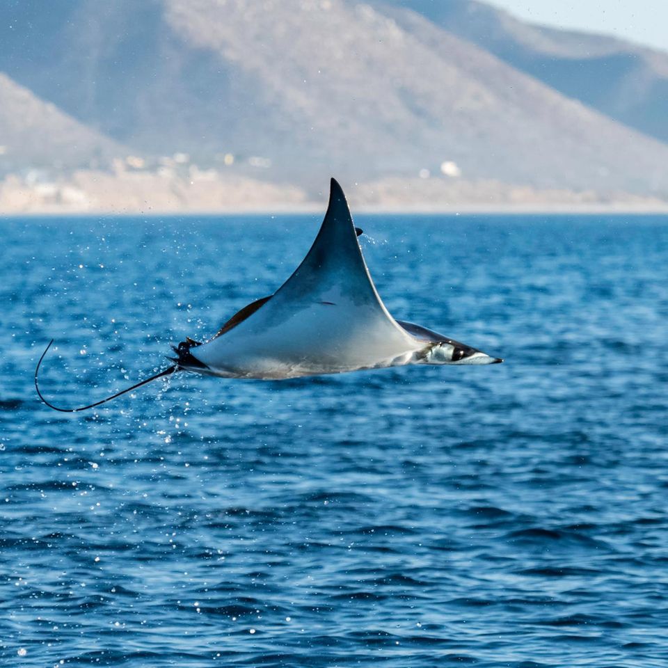 Teufelsrochen fliegt über Gewässer in Mexico
