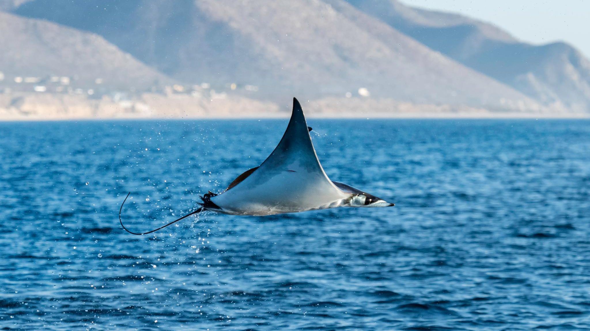 Teufelsrochen fliegt über Gewässer in Mexico