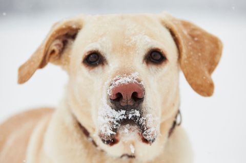 Nahaufnahme eines Labradors mit einer Snow Nose