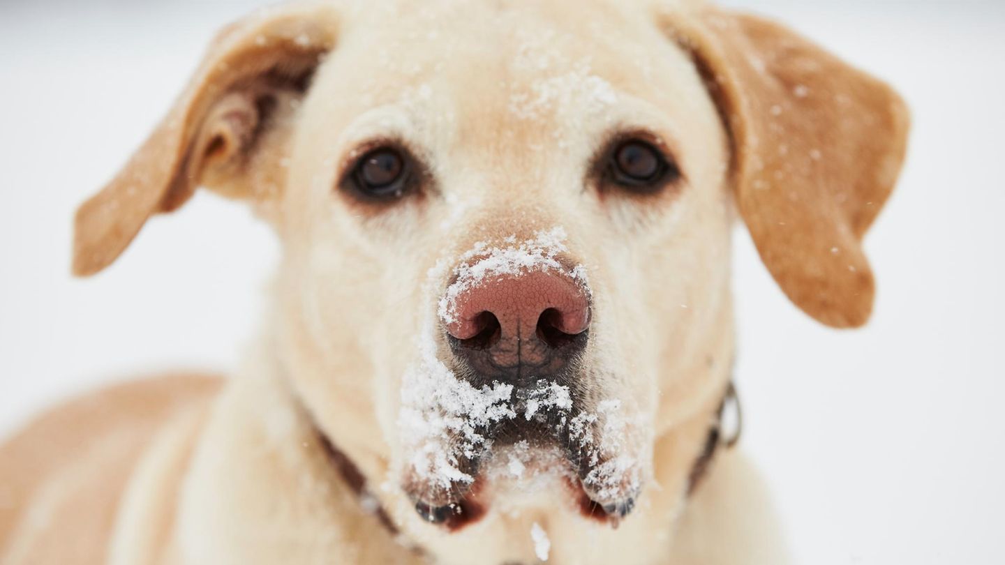 Kurz-erkl-rt-Warum-die-Hundenase-im-Winter-ihre-Farbe-verliert