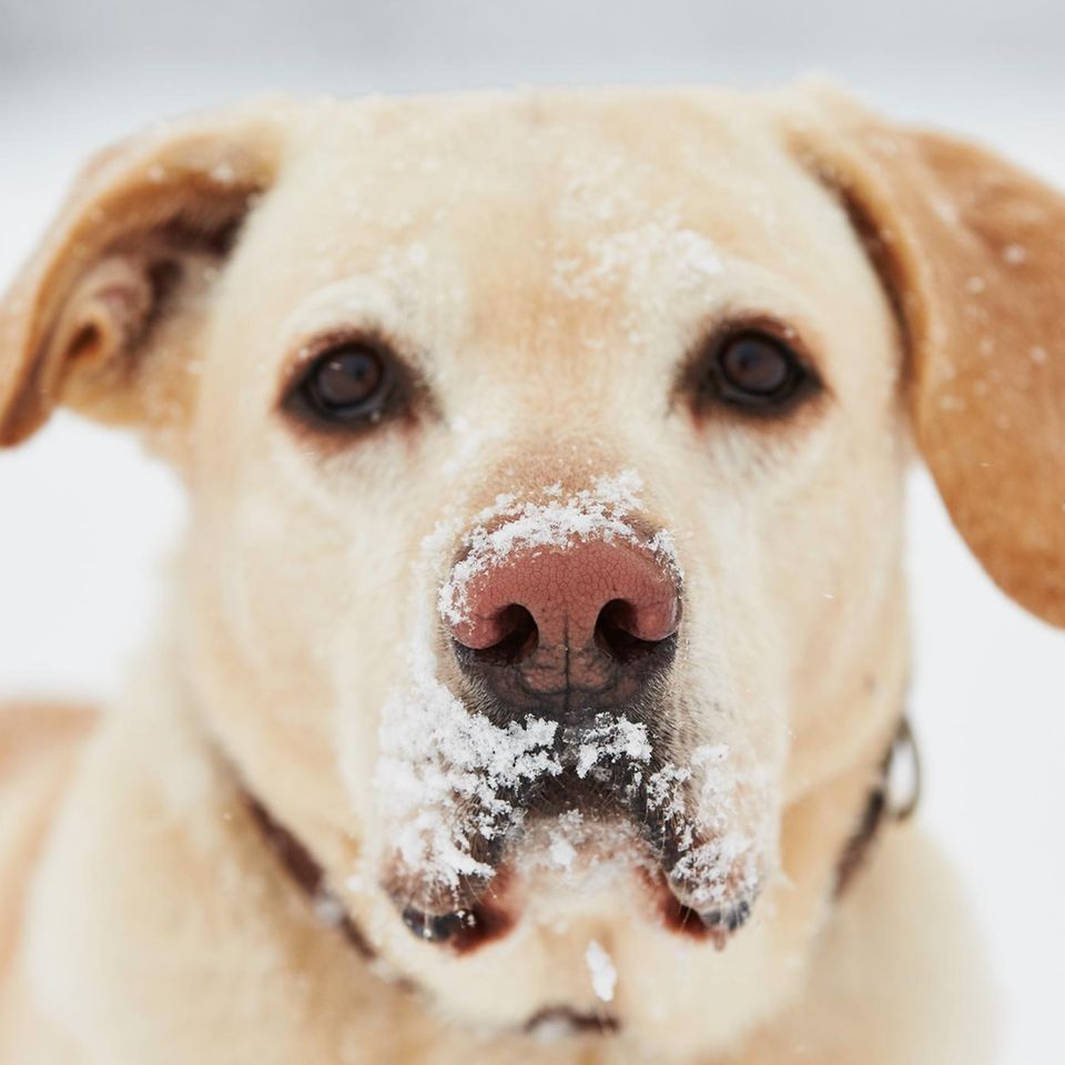 Nahaufnahme eines Labradors mit einer Snow Nose