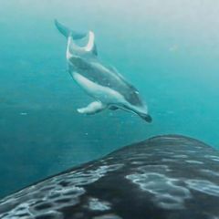 Geteilte Beute: Erstmals dokumentiert: Orcas und Delfine machen gemeinsam Jagd auf Lachse