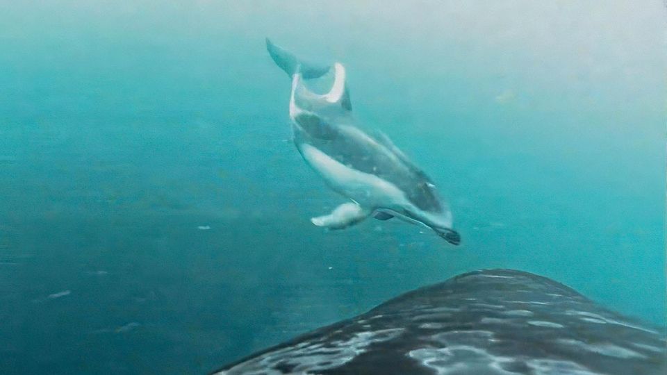 Geteilte Beute: Erstmals dokumentiert: Orcas und Delfine machen gemeinsam Jagd auf Lachse