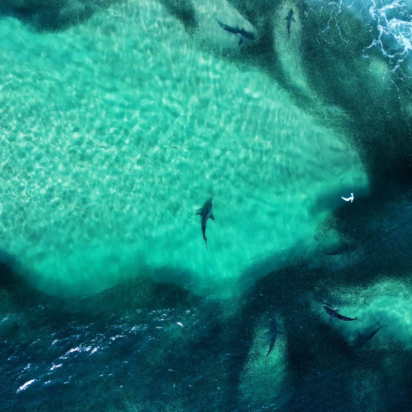 Seltenes Phänomen: Schwarmjäger: Hunderte Haie an einem Surfspot Australiens gesichtet