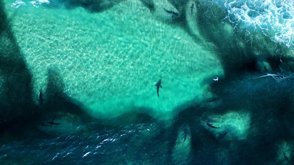 Seltenes Phänomen: Schwarmjäger: Hunderte Haie an einem Surfspot Australiens gesichtet