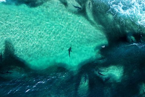 Seltenes Phänomen: Schwarmjäger: Hunderte Haie an einem Surfspot Australiens gesichtet