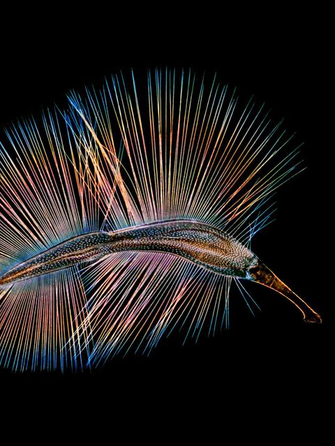 Ein Federflügler paddelt durch die Luft (Ptiliidae)