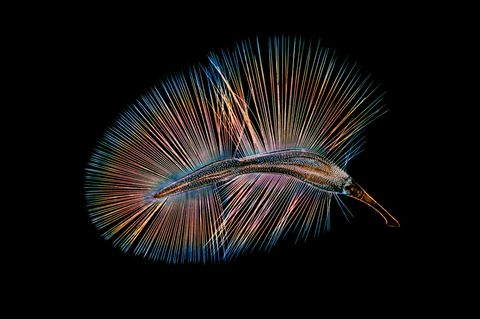 Ein Federflügler paddelt durch die Luft (Ptiliidae)