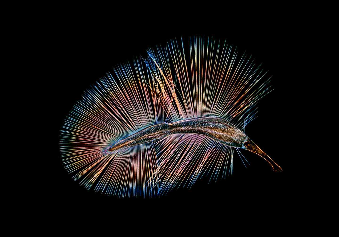 Ein Federflügler paddelt durch die Luft (Ptiliidae)