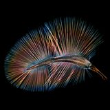 Ein Federflügler paddelt durch die Luft (Ptiliidae)