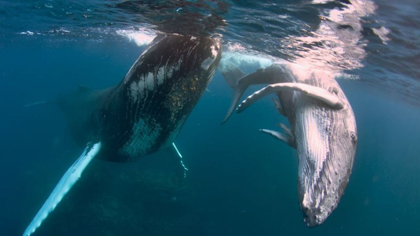 Dominikanische-Republik-Wo-Buckelwale-springen-schnauben-und-mit-Menschen-spielen