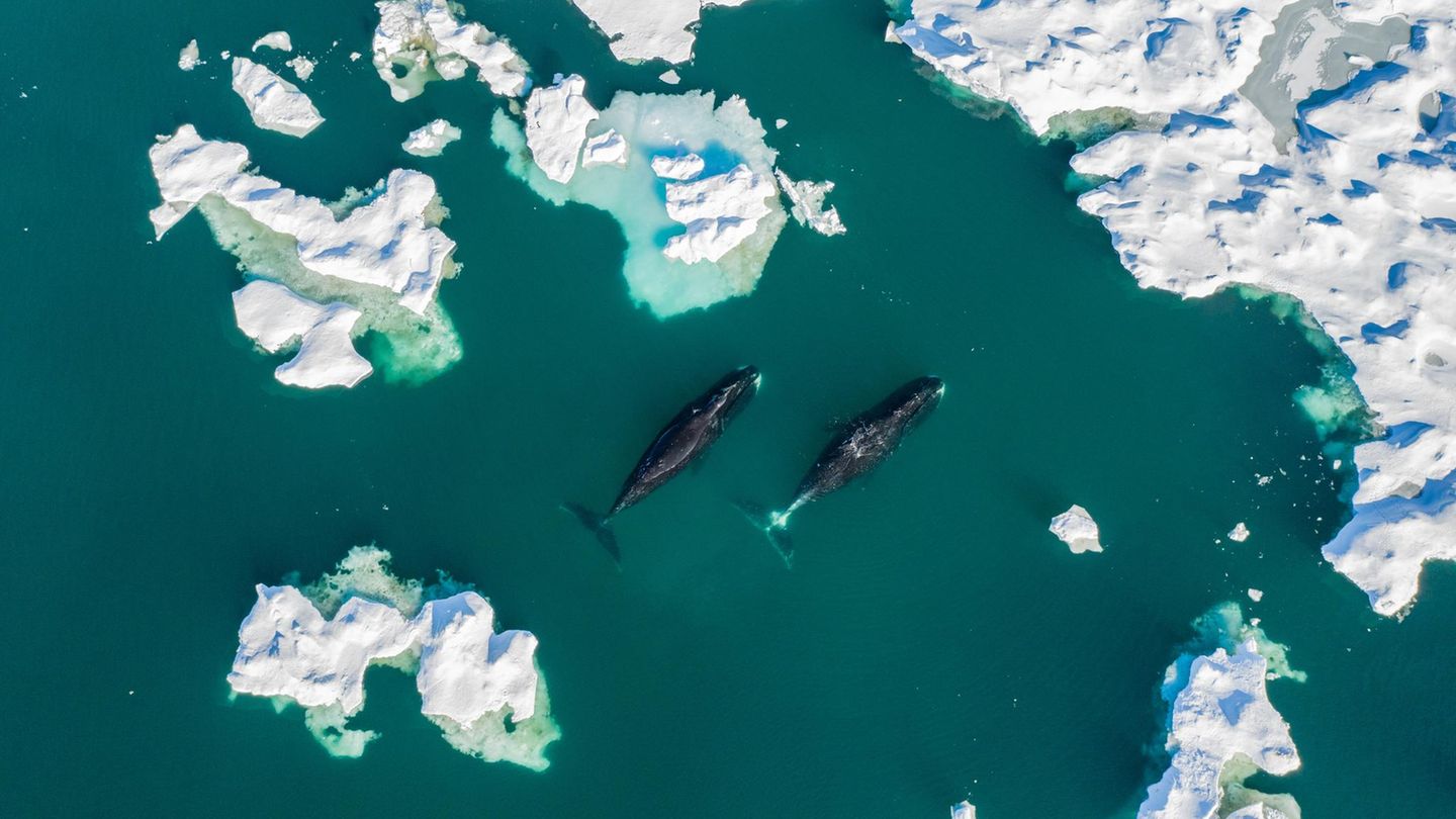 Unter dem arktischen Eis finden Grönlandwale Schutz und Nahrung