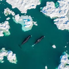 Unter dem arktischen Eis finden Grönlandwale Schutz und Nahrung