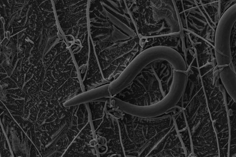 Stiller Jäger: Der Pilz Arthrobotrys oligospora legt klebrige Fallen aus. Einmal gefangen, gibt es für Nematoden kein Entkommen mehr