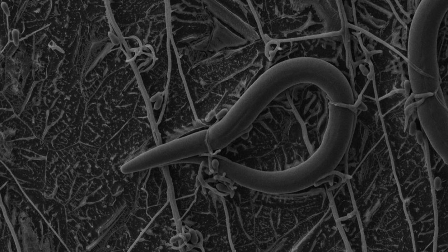 Stiller Jäger: Der Pilz Arthrobotrys oligospora legt klebrige Fallen aus. Einmal gefangen, gibt es für Nematoden kein Entkommen mehr