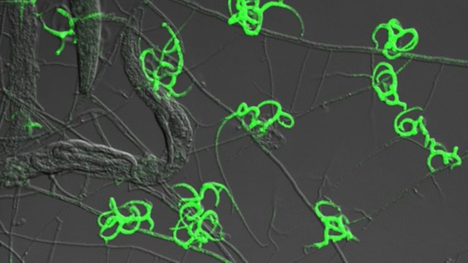 Hier grün markiert: Die Fallen des nematodenfangenden Pilzes Arthrobotrys oligospora 