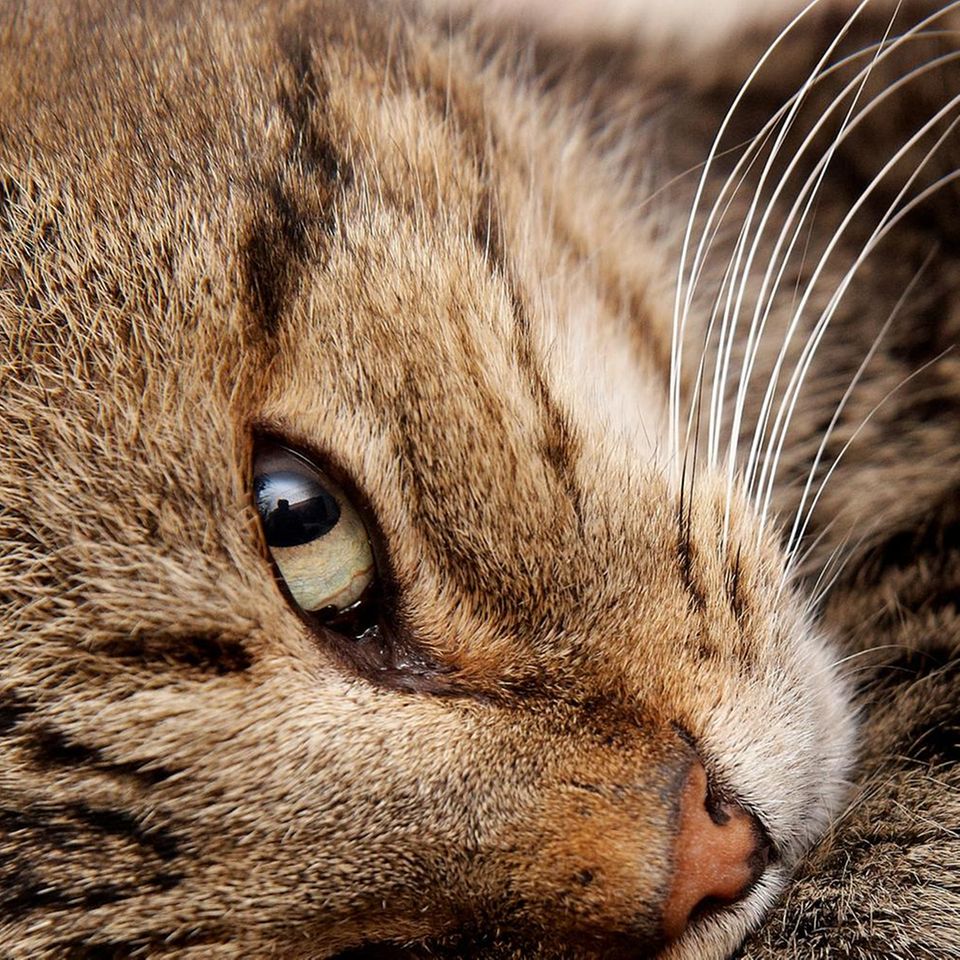 Eine Nahaufnahme einer Katze