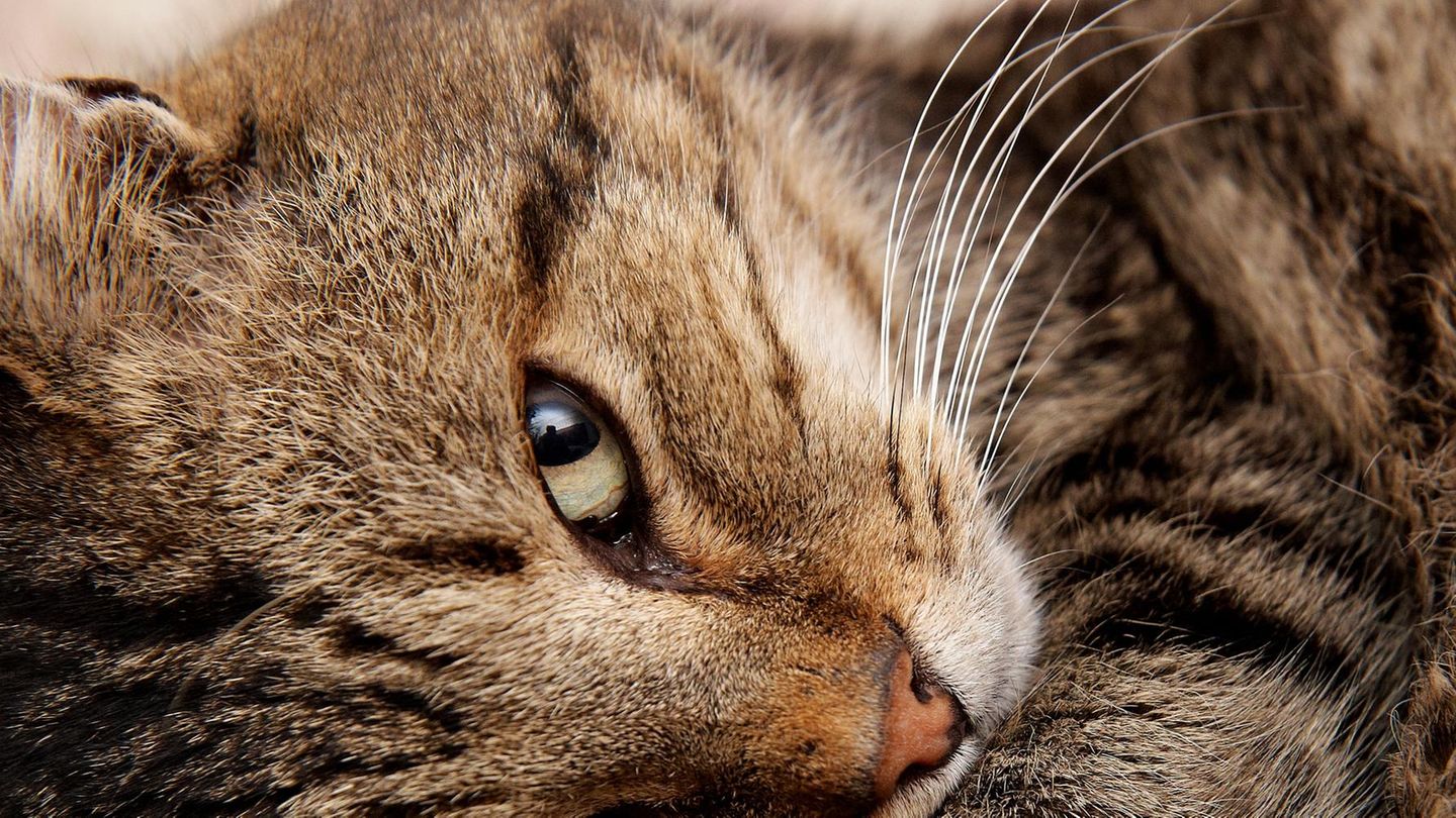 Eine Nahaufnahme einer Katze