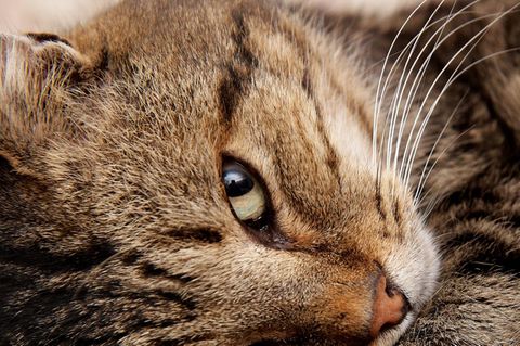 Eine Nahaufnahme einer Katze