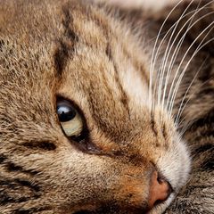 Eine Nahaufnahme einer Katze