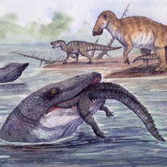 Er jagte Fische und Reptilien, schnappte Saurier und fraß Kadaver: der Mosasaurier