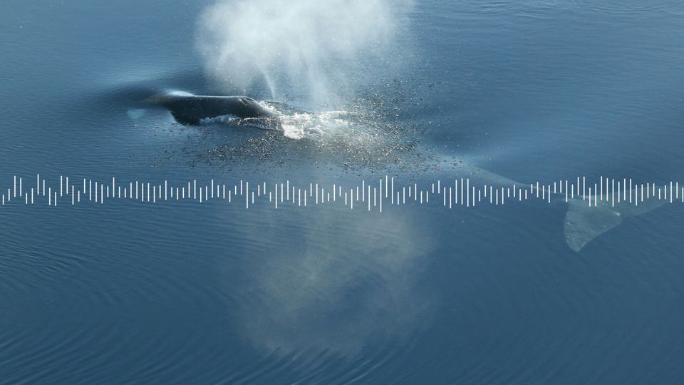 Der Gesang der Grönlandwale