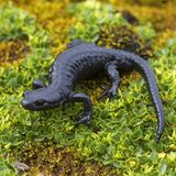 Ein Alpen-Salamander sitzt auf einer Zwergweide