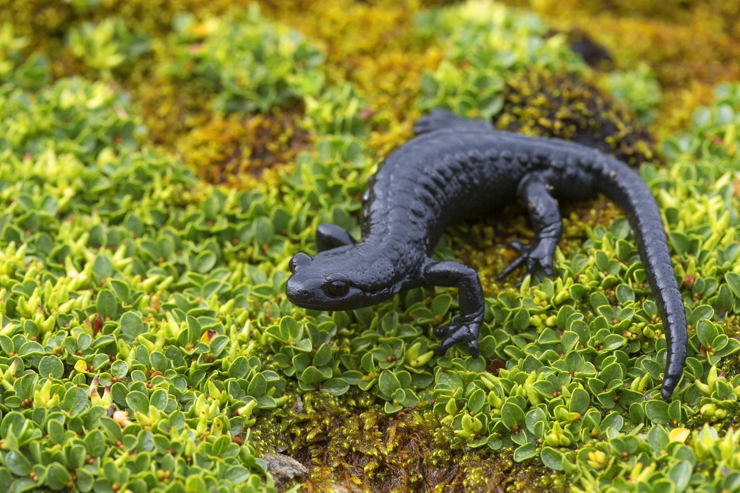 Ein Alpen-Salamander sitzt auf einer Zwergweide