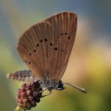 Dunkler Wiesenknopf-Ameisenblaeuling sitzt auf kopfigem Wiesenkopf-Bluetenstand