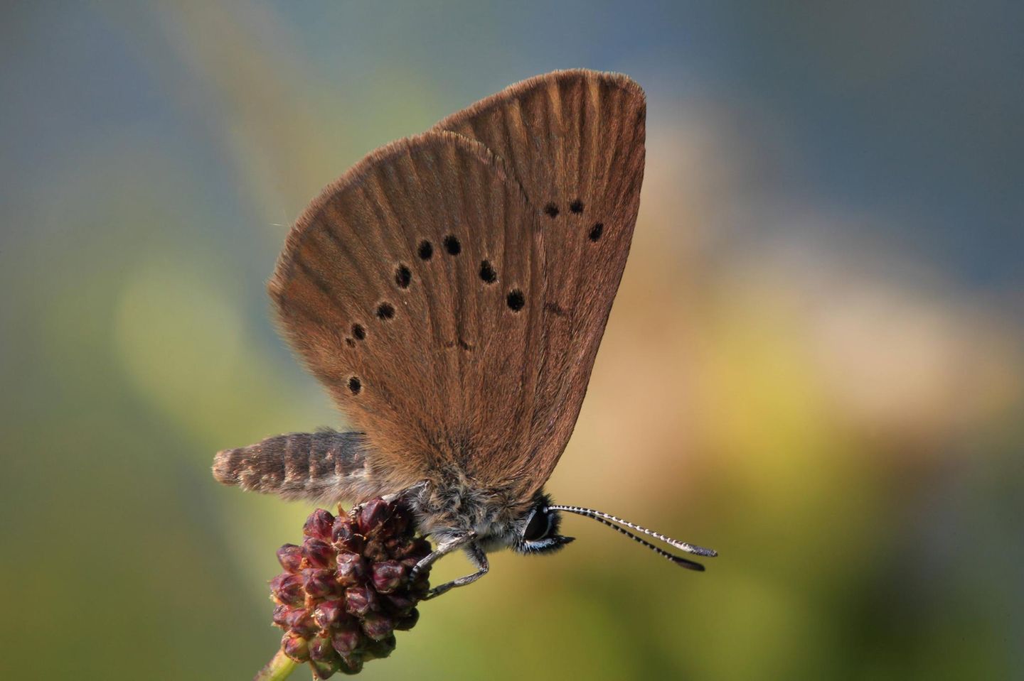 Dunkler Wiesenknopf-Ameisenblaeuling sitzt auf kopfigem Wiesenkopf-Bluetenstand