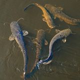 Gruppe europäischer Welse