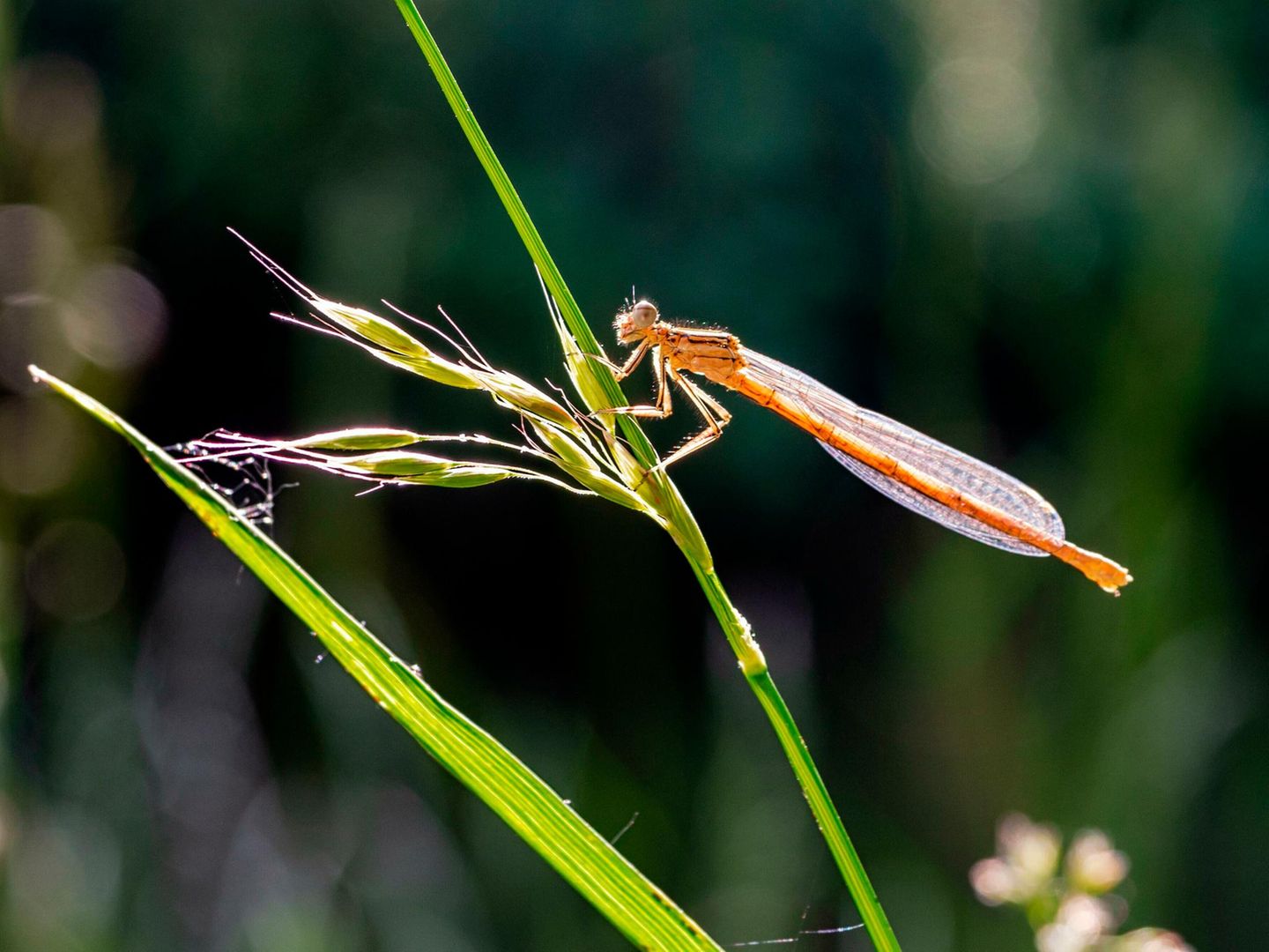 Gemeine Winterlibelle sitzt auf einem Grashalm im Frühling