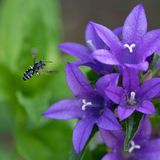 Glockenblumen Schmalbiene im Anflug auf eine lila Knäuel Glockenblume